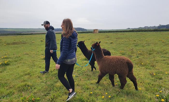 Alpaca Walking at Sweet Home Alpaca